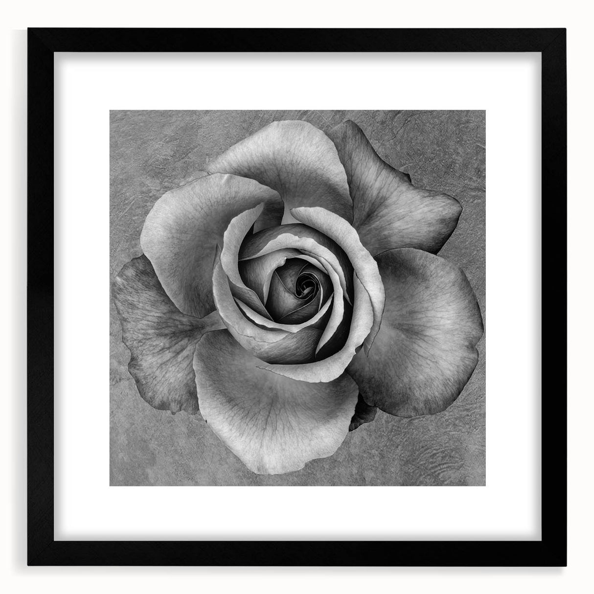 Botanical rose wall art collection featuring a black frame and mat, showcasing vibrant floral designs ideal for home decor in modern settings.