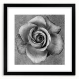 Botanical rose wall art collection featuring a black frame and mat, showcasing vibrant floral designs ideal for home decor in modern settings.