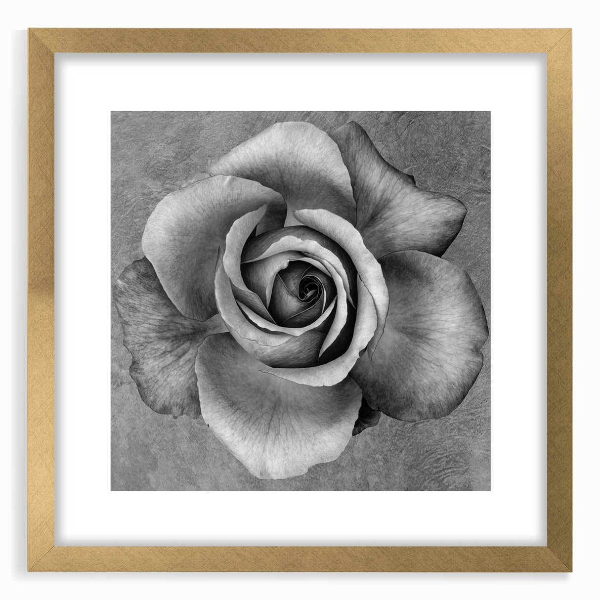 Botanical wall art featuring a delicate rose design in a gold frame with a white mat, showcasing elegance and sophistication for home decor. Ideal for floral enthusiasts.
