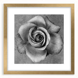 Botanical wall art featuring a delicate rose design in a gold frame with a white mat, showcasing elegance and sophistication for home decor. Ideal for floral enthusiasts.