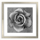 Botanical rose wall art collection featuring an elegant silver frame, showcasing intricate floral designs with a mat. Ideal for enhancing home decor.