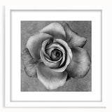 Botanical rose wall art collection featuring a framed design with a white mat, showcasing delicate floral details and elegant aesthetics, perfect for home decor.