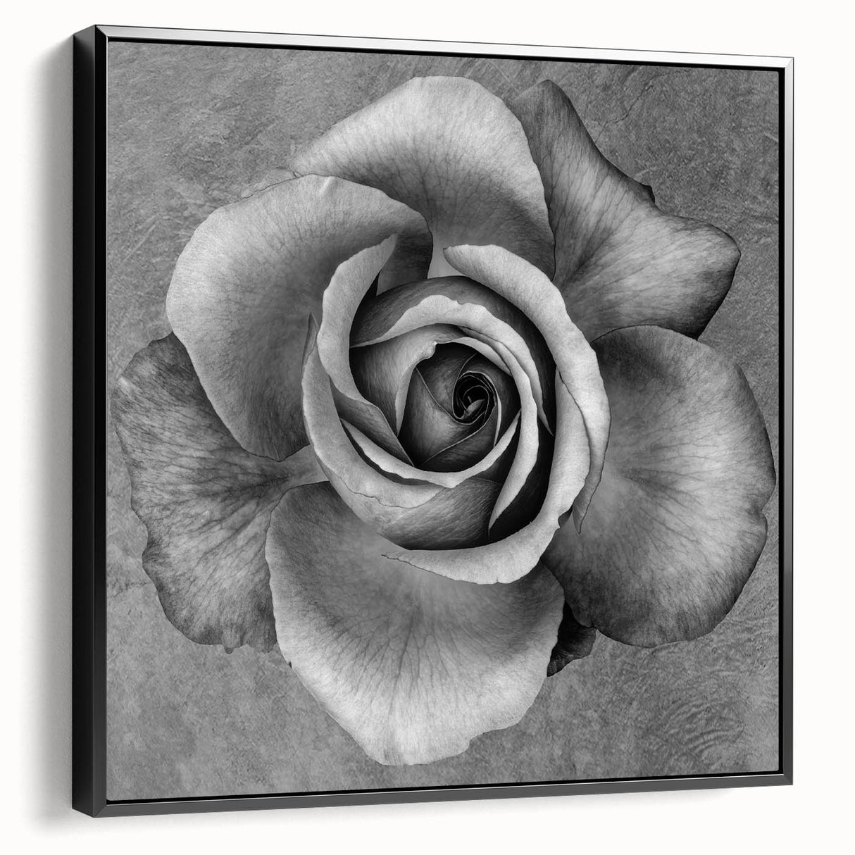 Framed botanical rose wall art design showcasing vibrant pink and white roses against a black background, elegantly displayed from the side. Perfect for home decor.