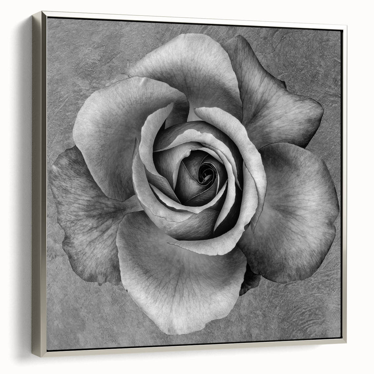 Framed canvas wall art showcasing an elegant botanical rose design in soft pinks and greens, set within a sleek silver frame, ideal for home decor.
