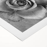 Botanical wall art featuring a delicate rose design on rolled canvas, ideal for home decor. The soft color palette enhances any interior setting, adding elegance.