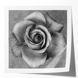 Botanical rose wall art print showcasing delicate pink and white roses against a soft green background, perfect for home decor and floral enthusiasts.