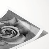 Botanical rose wall art print featuring vibrant pink and green hues, elegantly rolled for easy display. Ideal for floral decor enthusiasts, blending nature with style.