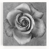 Stretched canvas wall art featuring a botanical rose design with vibrant colors, perfect for home decor. Ideal for adding a floral touch to any room.