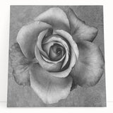 Botanical rose wall art design on stretched canvas, showcasing vibrant pink and green hues, perfect for home decor or floral-themed interiors.