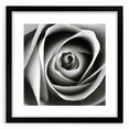 Botanical rose wall art design in a black frame with matting, showcasing delicate floral details and elegant colors, perfect for enhancing home decor.