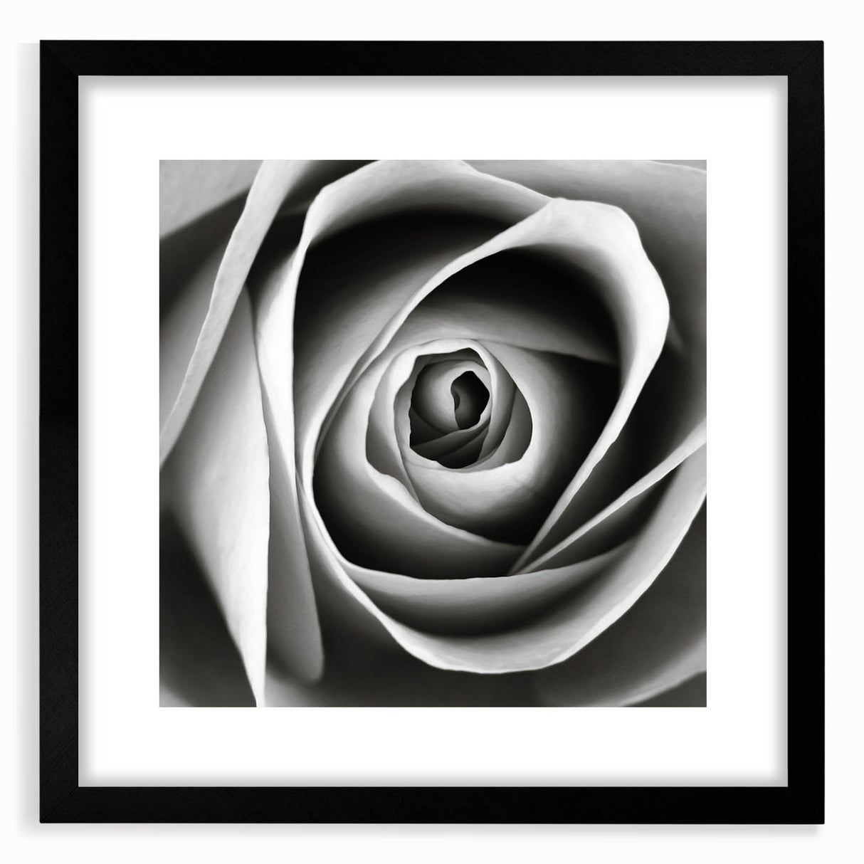 Botanical rose wall art design in a black frame with matting, showcasing delicate floral details and elegant colors, perfect for enhancing home decor.