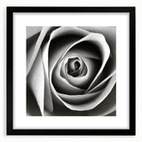 Botanical rose wall art design in a black frame with matting, showcasing delicate floral details and elegant colors, perfect for enhancing home decor.