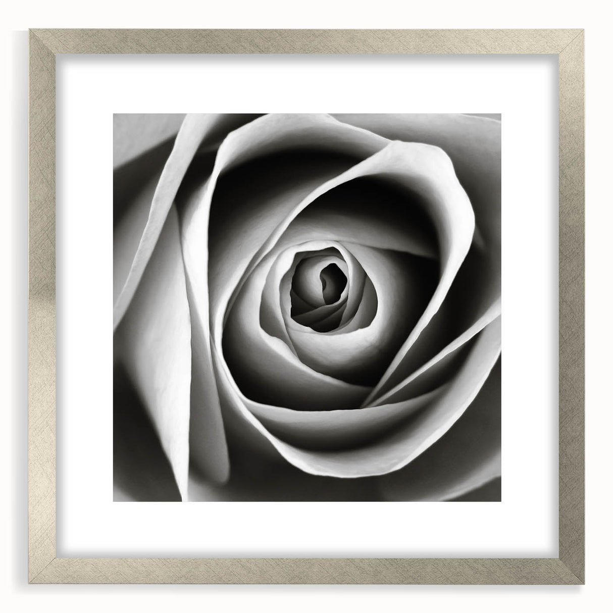 Botanical rose wall art design framed in silver, showcasing intricate floral details and a mat finish, perfect for home decor or gifting.