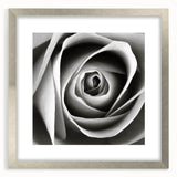 Botanical rose wall art design framed in silver, showcasing intricate floral details and a mat finish, perfect for home decor or gifting.