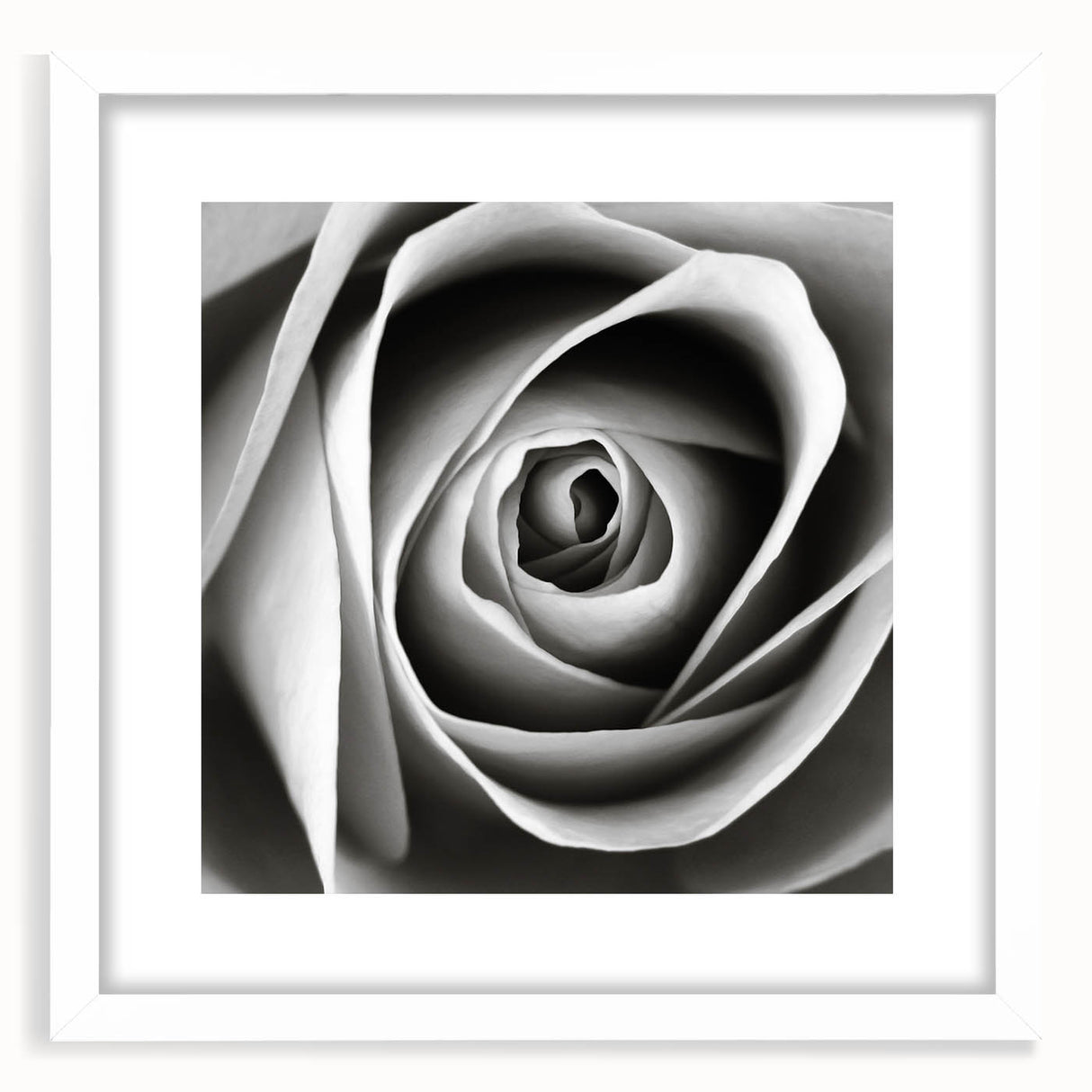 Botanical rose wall art design framed in white, showcasing intricate floral details and soft color tones, perfect for home decor and wall aesthetics.