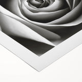 Botanical wall art showcasing a delicate rose design on rolled canvas, perfect for home décor. Features soft pastel colors and intricate floral details for an elegant touch.