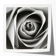 Botanical wall art print showcasing a beautifully detailed rose design, featuring soft pink and green hues, rolled and ready for framing. Perfect for home decor.