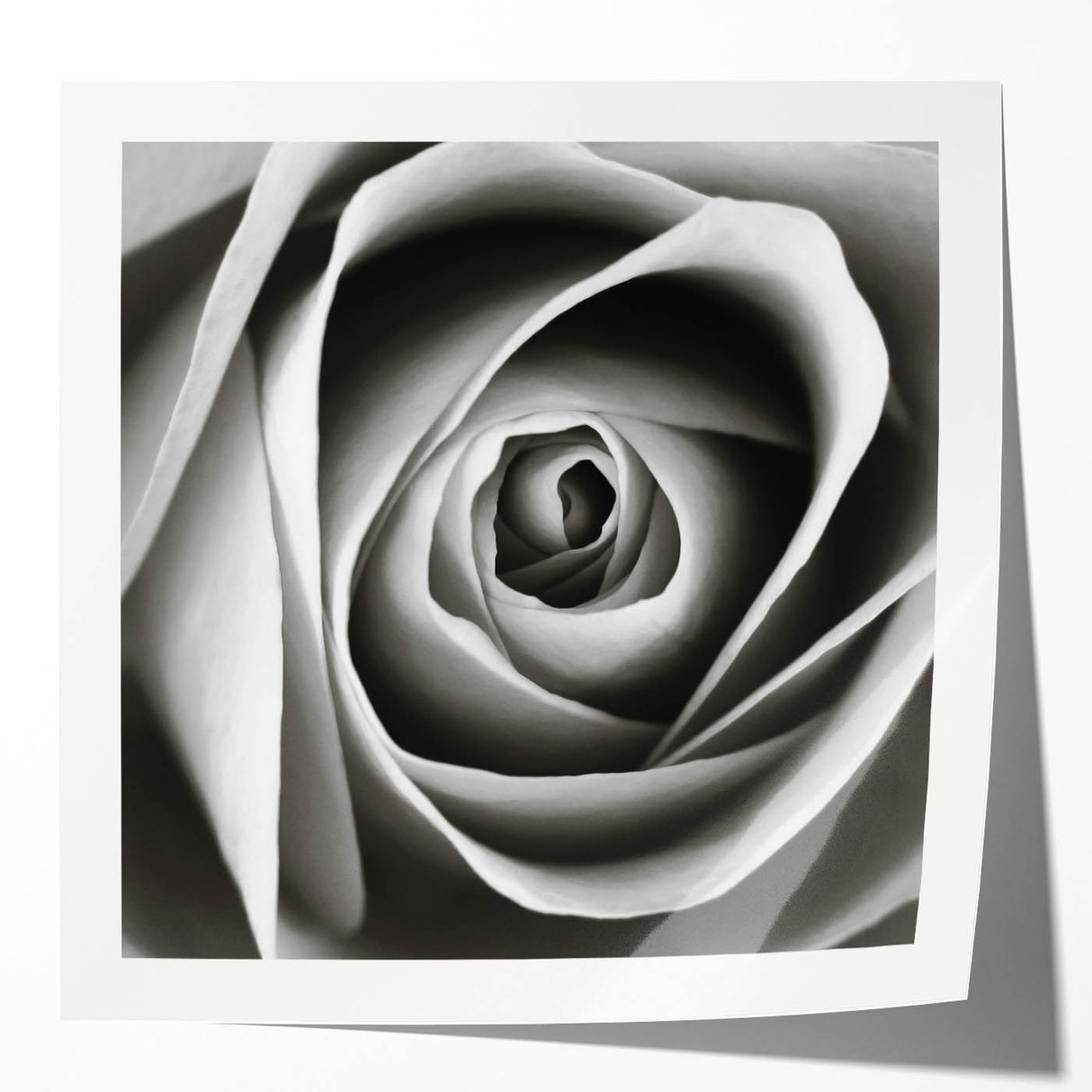 Botanical wall art print showcasing a beautifully detailed rose design, featuring soft pink and green hues, rolled and ready for framing. Perfect for home decor.