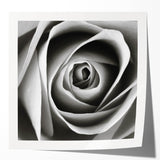 Botanical wall art print showcasing a beautifully detailed rose design, featuring soft pink and green hues, rolled and ready for framing. Perfect for home decor.