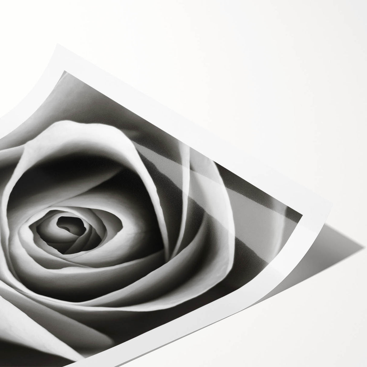 Botanical wall art print featuring a delicate pink rose design with green leaves, rolled for easy display; perfect for enhancing home decor aesthetics.