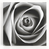Stretched canvas wall art featuring a botanical rose design in vibrant colors, ideal for enhancing home decor with a floral touch. Perfect for nature lovers and art enthusiasts.