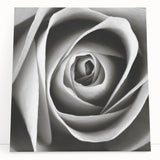 Stretched canvas wall art showcasing a botanical rose design, featuring vibrant colors and intricate floral details, perfect for home decor or gallery display.