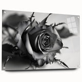 Botanical rose wall art collection displayed in acrylic glass, showcasing intricate floral designs in vibrant colors, elegantly pinned for presentation.