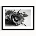 Black-framed botanical rose wall art print showcasing intricate floral details, set in a stylish mat for an elegant home decor accent. Perfect for enhancing living spaces.