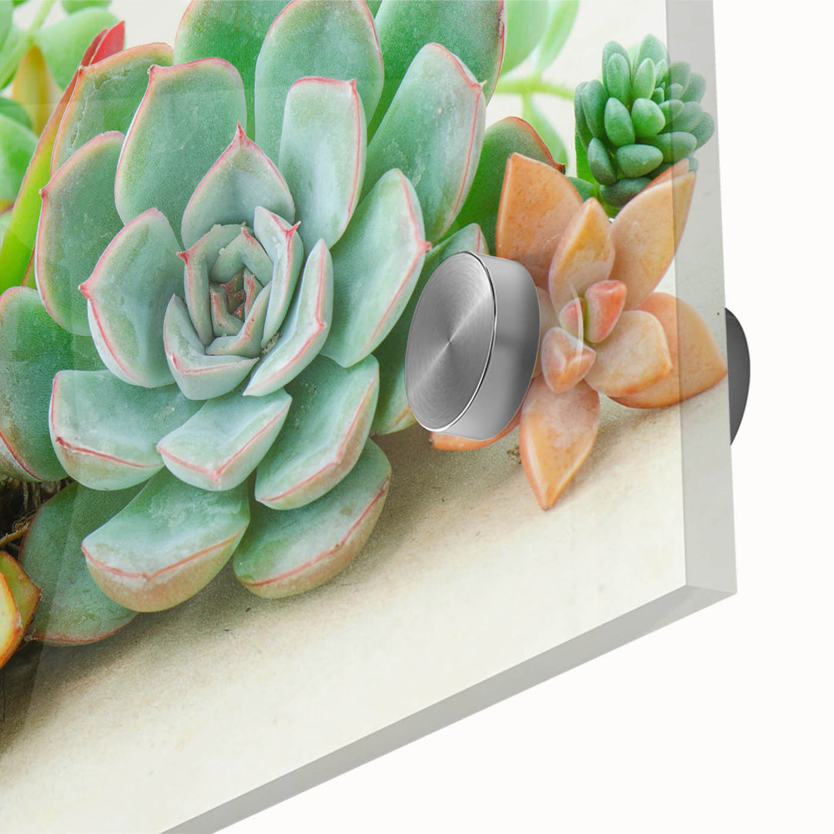 Close-up of a vibrant botanical wall art design featuring a variety of succulents in shades of green and pink, printed on acrylic glass for a sleek finish. Ideal for enhancing modern decor and bringing a touch of nature indoors.