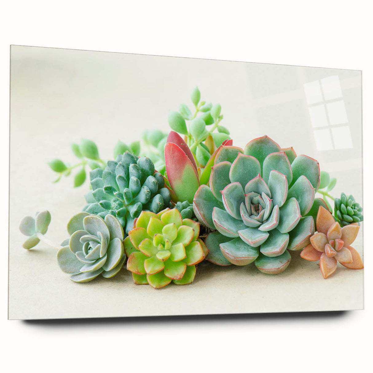 Botanical wall art design showcasing a vibrant collection of succulents in an acrylic glass frame, elegantly displayed from a side view, suitable for home decor.