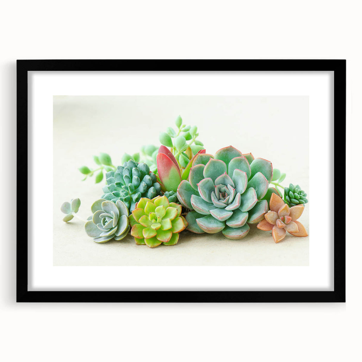 Framed botanical wall art featuring a collection of colorful succulents with a black mat, perfect for enhancing home decor and adding a modern touch to any room.