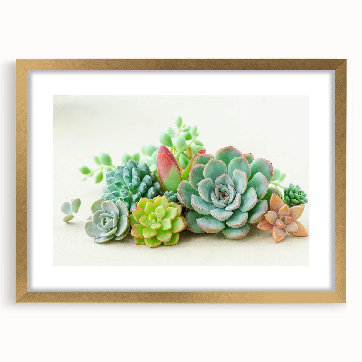 Botanical wall art showcasing a vibrant collection of succulent plants, framed with a gold mat, perfect for adding a touch of nature to home decor.
