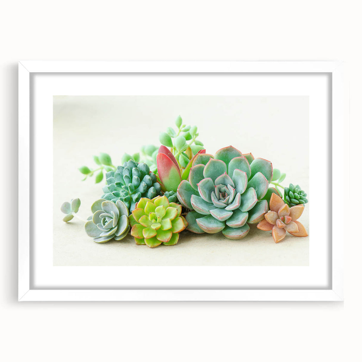 Botanical wall art featuring a collection of vibrant succulents against a white background, framed with a mat for an elegant display, ideal for home decor.