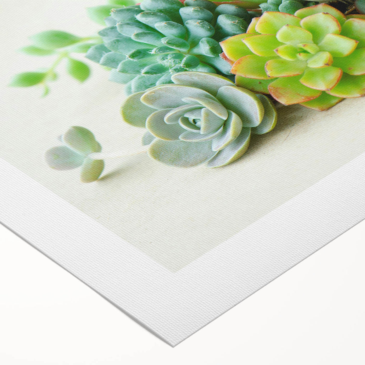 Succulent botanical wall art design on rolled canvas, showcasing vibrant green and pink hues with intricate details, perfect for home decor.