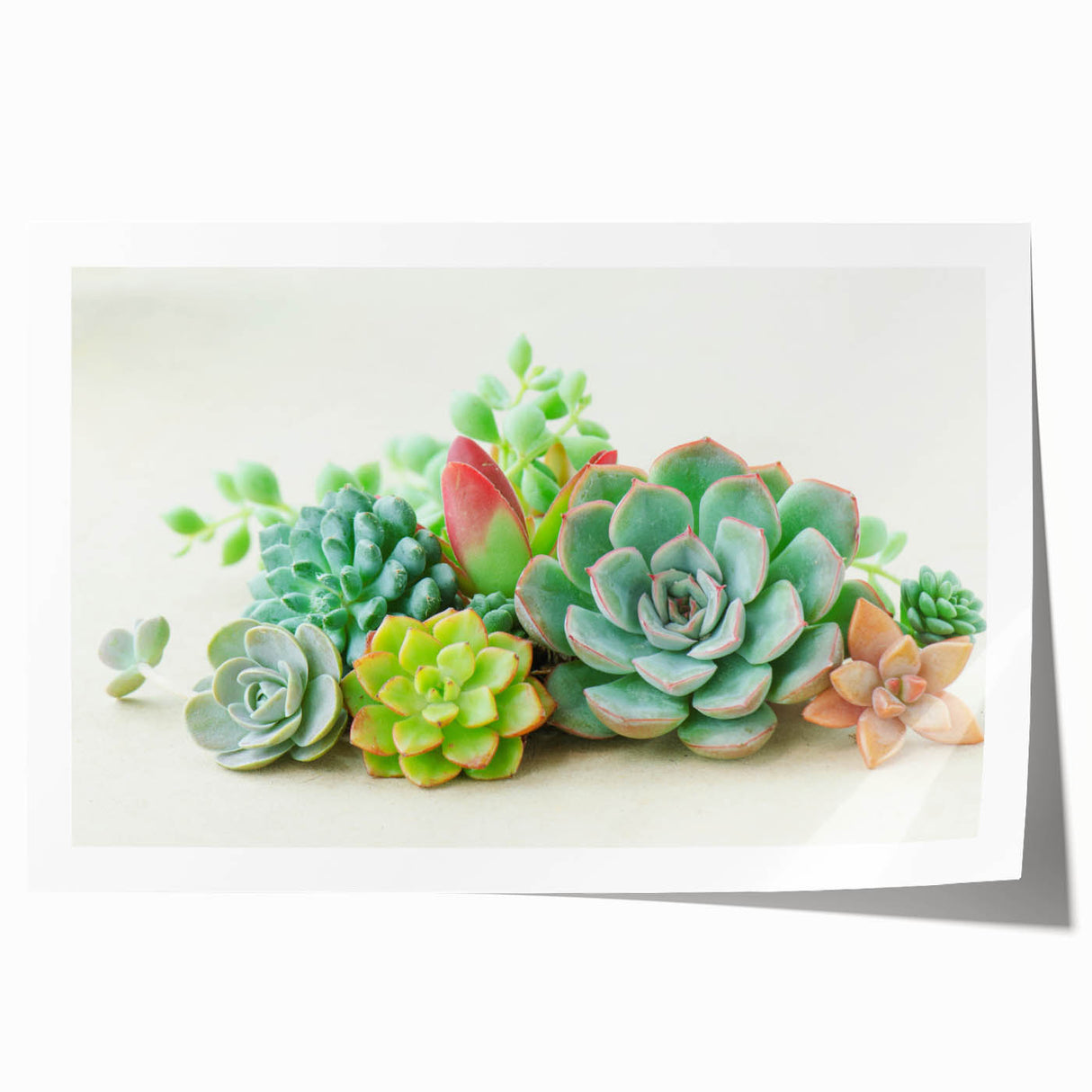 Vibrant botanical wall art print featuring a colorful arrangement of succulents, showcasing intricate details and textures on a rolled canvas, perfect for home decor.