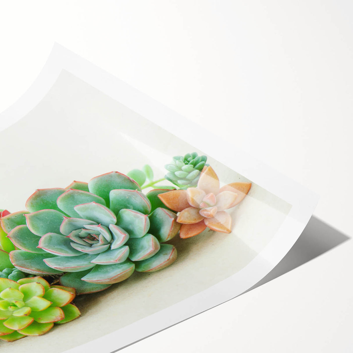 Succulent botanical wall art print featuring vibrant green and pink succulents on a textured background, rolled for easy framing and display, ideal for home decor.