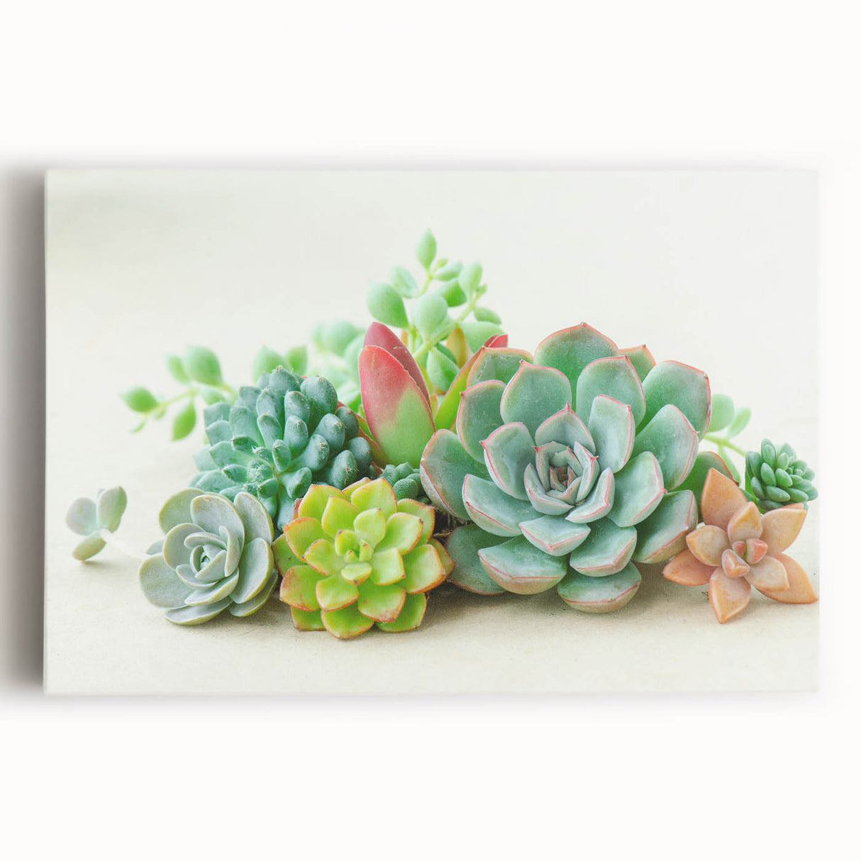 Colorful botanical wall art featuring a collection of vibrant succulents on stretched canvas. Ideal for home decor, adding a fresh and lively touch to any space.