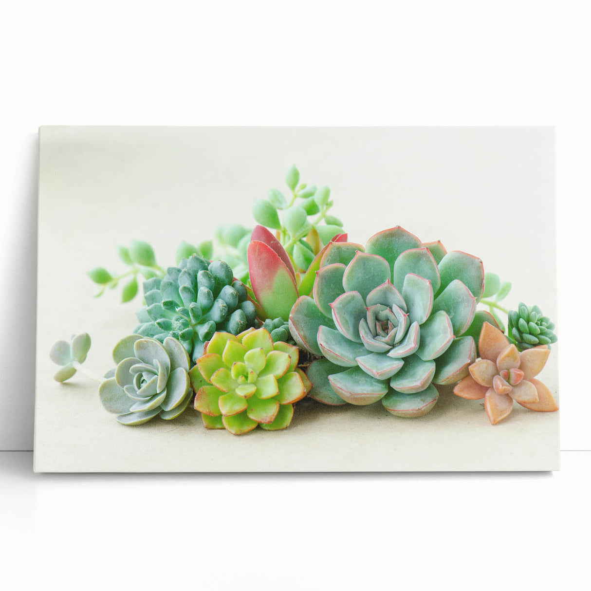 Stretched canvas wall art showcasing a vibrant botanical design of various succulents in an elegant arrangement, ideal for home decor enhancement.
