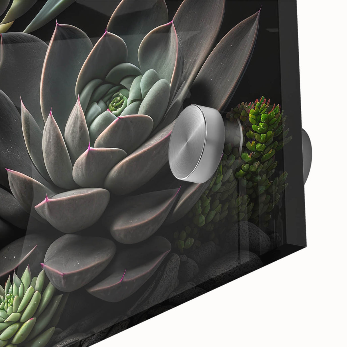 Close-up of a vibrant botanical wall art collection featuring an array of colorful succulents and flowers, designed on acrylic glass for modern decor.