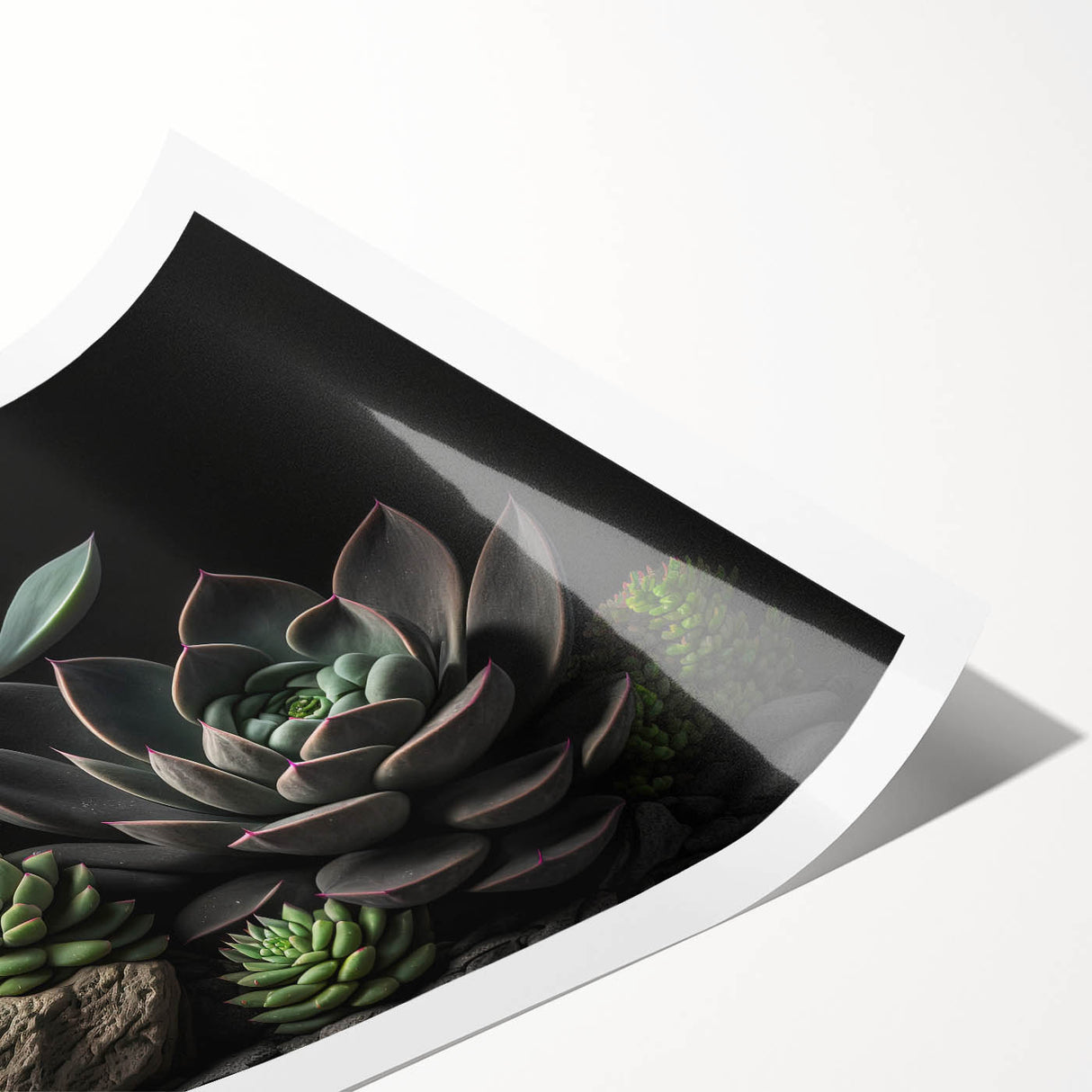 Botanical wall art collection showcasing vibrant succulents in various shades of green and pink, rolled and ready for display, perfect for home decor enthusiasts.