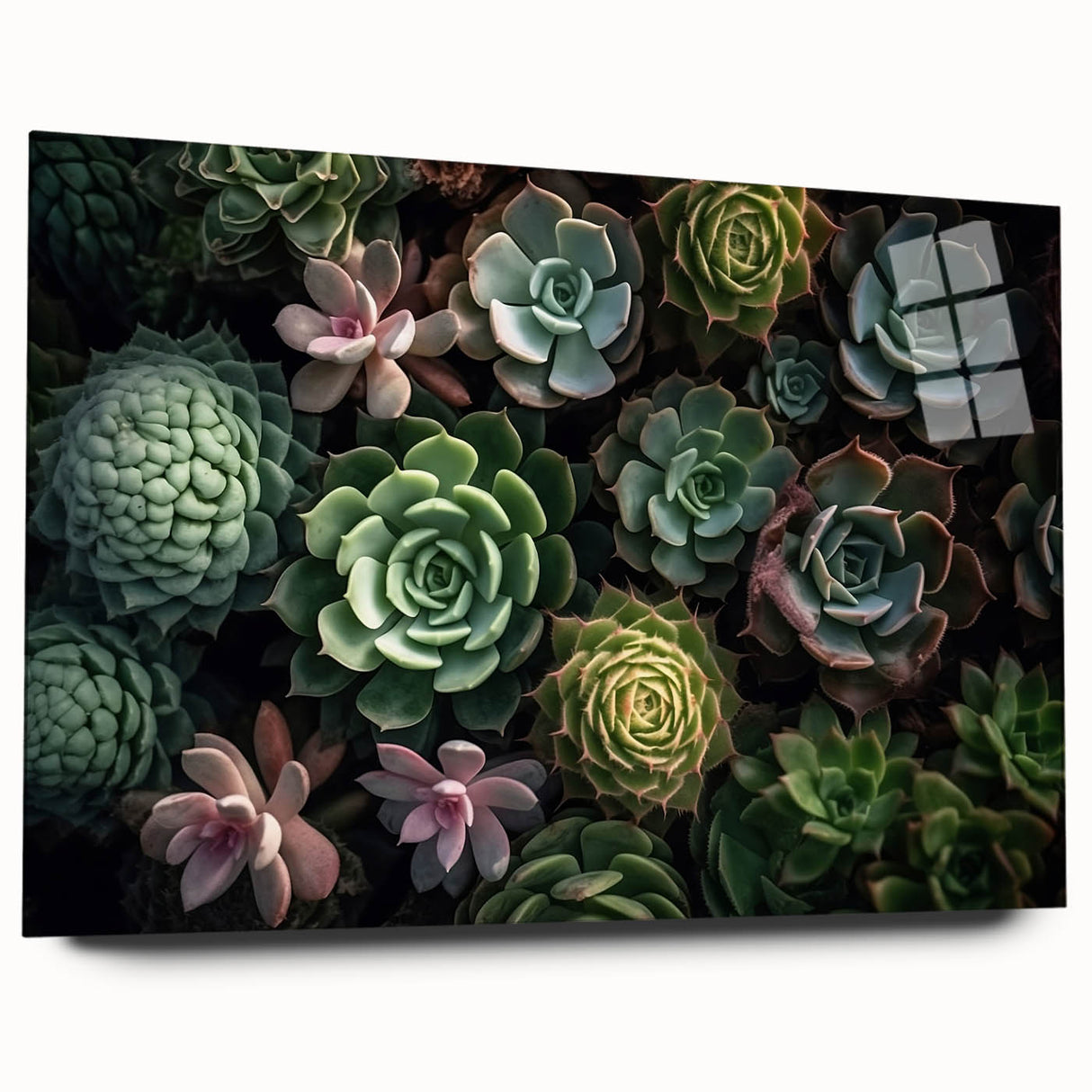 Succulent botanical wall art collection displayed in a sleek acrylic frame, showcasing vibrant colors and intricate details of various succulents, perfect for home decor.