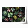 Botanical wall art print showcasing a vibrant collection of succulents in various colors and shapes, rolled for easy display and shipping in a protective tube.