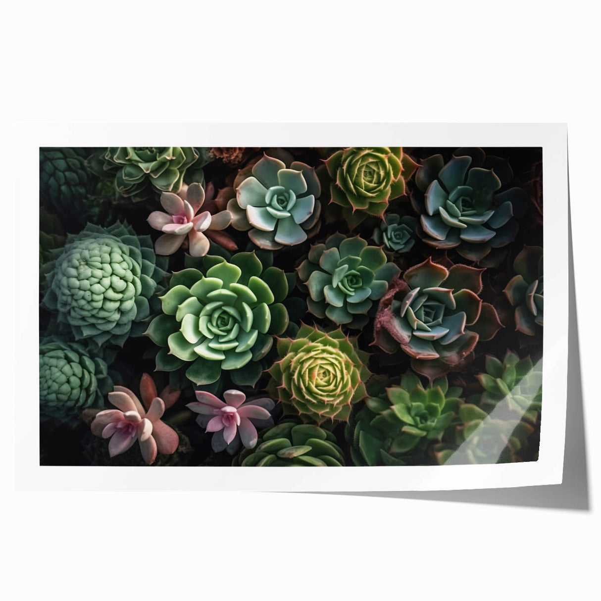 Botanical wall art print showcasing a vibrant collection of succulents in various colors and shapes, rolled for easy display and shipping in a protective tube.