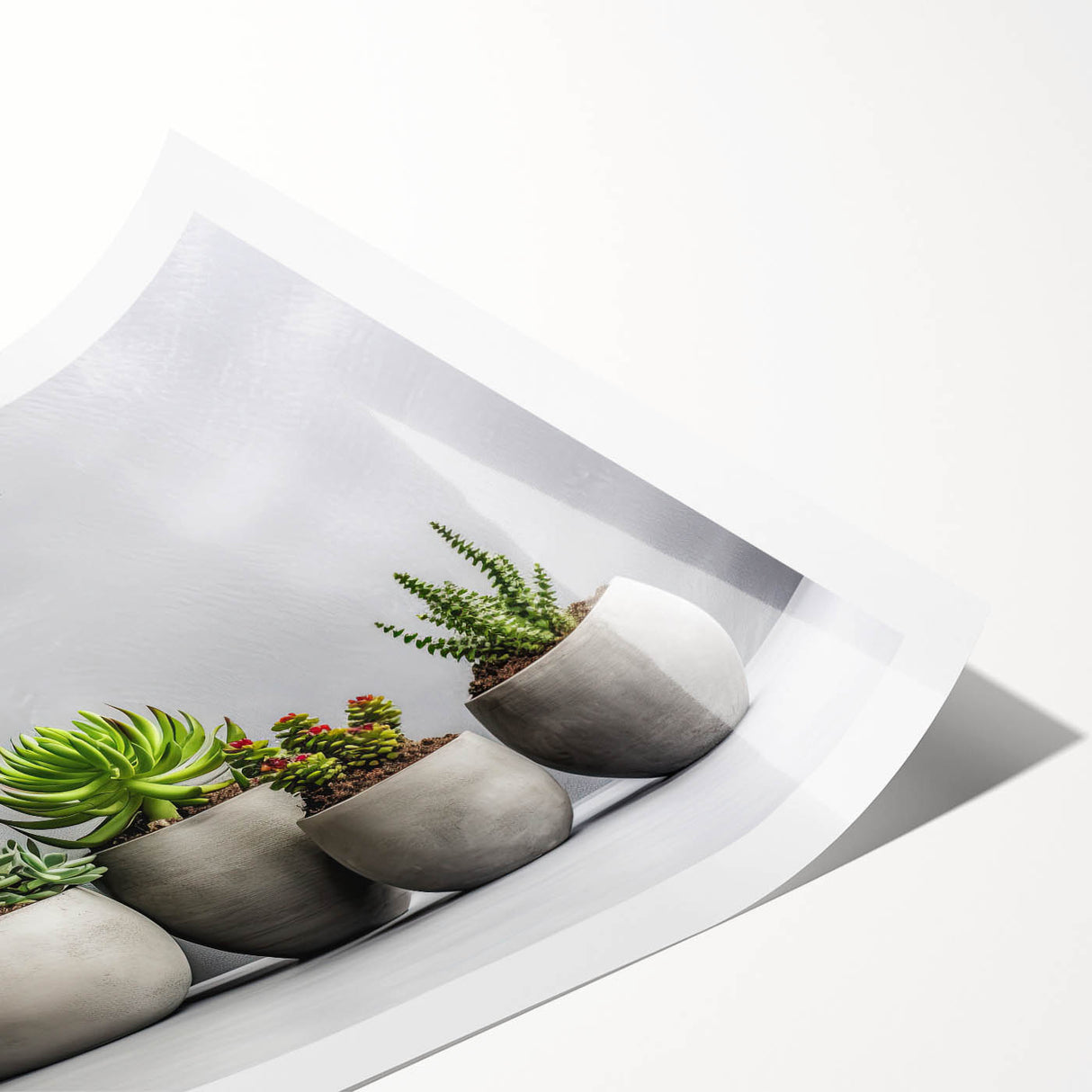 Botanical wall art print showcasing vibrant succulent designs in a rolled format, perfect for home decoration. Ideal for adding a touch of nature to any interior space.