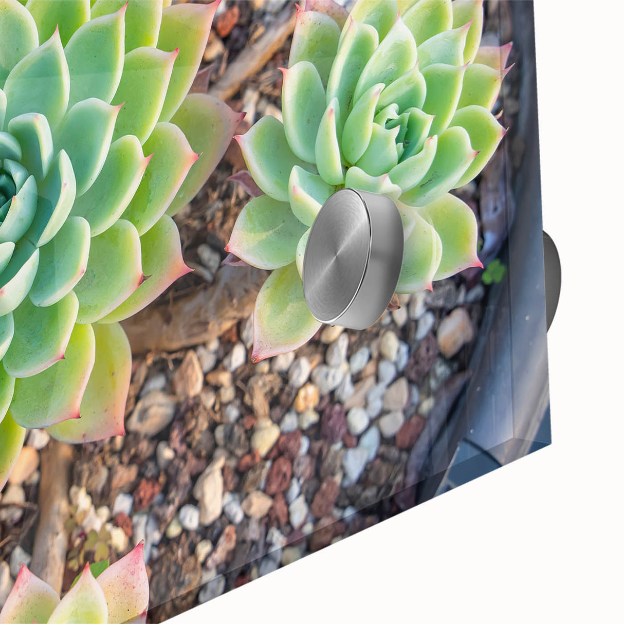Close-up of a vibrant botanical wall art piece featuring an intricate design of colorful succulents on acrylic glass, perfect for modern home decor.