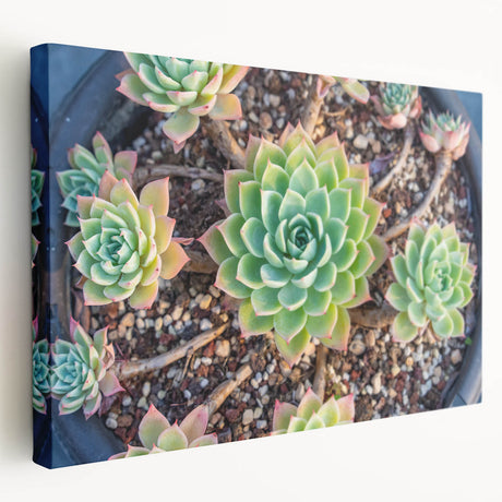 Side view of a botanical wall art collection featuring vibrant succulent designs on stretched canvas, showcasing a textured finish and rich colors. Perfect for home decor.