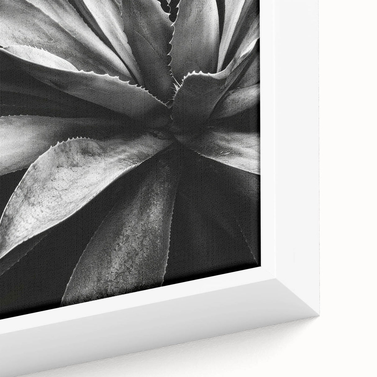 Close-up view of a framed botanical wall art collection showcasing vibrant succulents, featuring intricate details and rich colors, perfect for home decor.