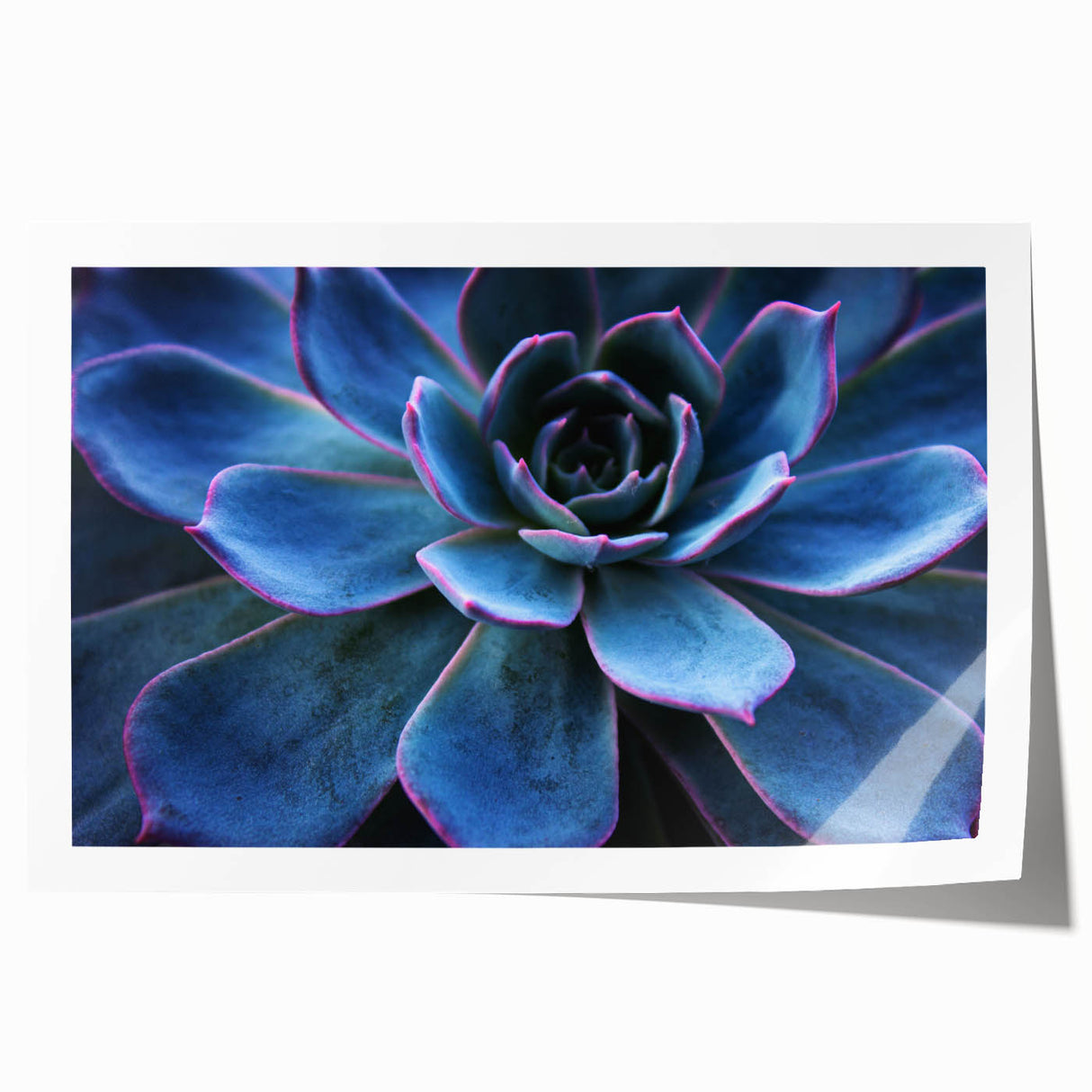 Vibrant botanical wall art print showcasing a collection of succulents in various colors and textures, rolled and ready for display in any modern decor setting.