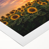 Bright yellow sunflower wall art on rolled canvas, showcasing intricate botanical details and vibrant colors, perfect for home decor or gifting.