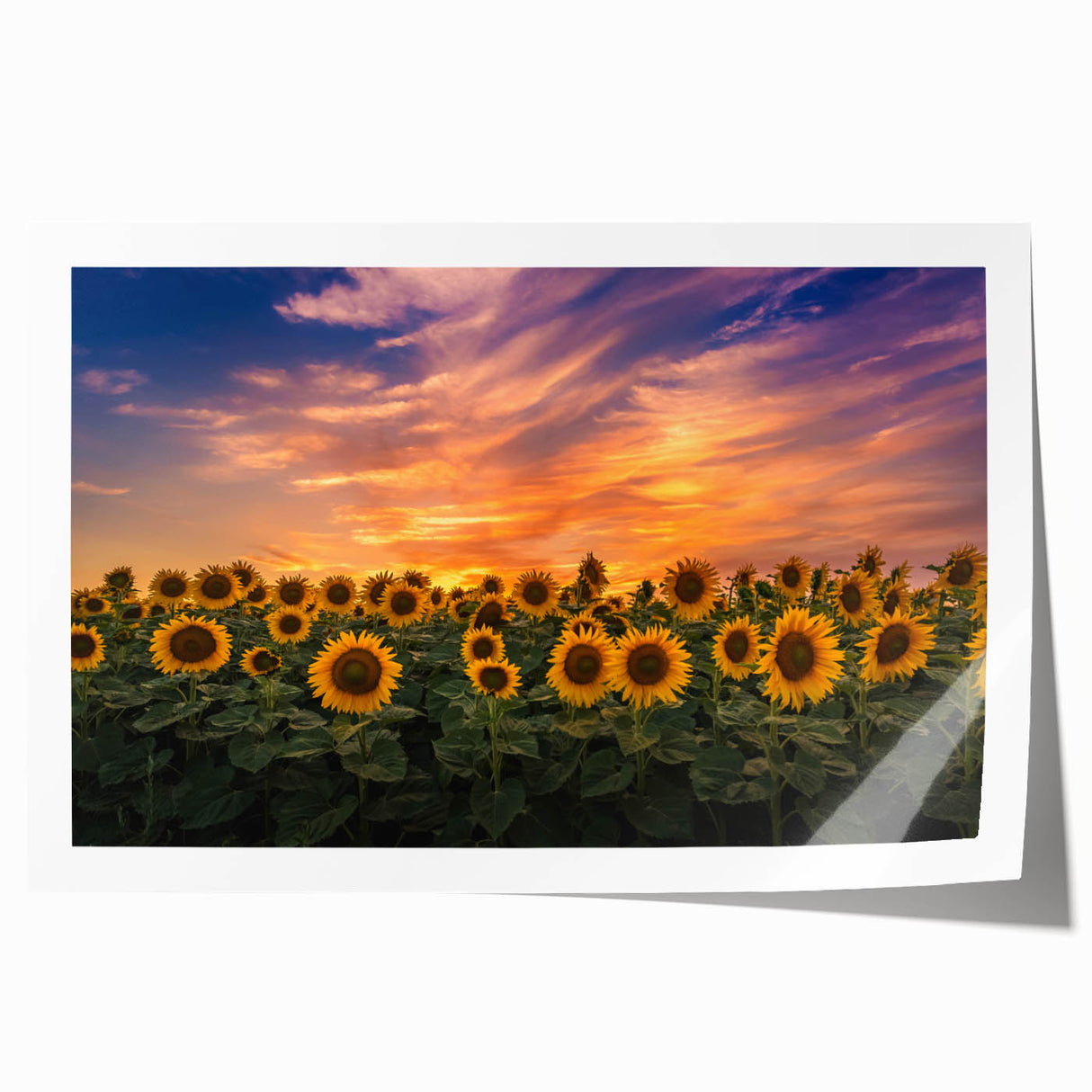 Vibrant botanical wall art print showcasing a detailed sunflower design with rich yellow and green hues, rolled for easy display or gifting, perfect for home decor.